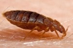 Bed Bugs: An Unfortunate Side Effect of Travel