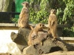 5 Destinations around London That Are Perfect to See With Your Kids: Battersea Park Children’s Zoo