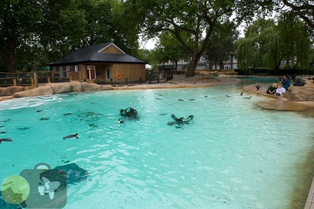 Penguin Beach Opens at London Zoo!