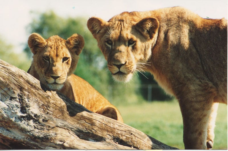 Daytripping in Ontario ~ African Lion’s Safari