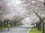 Celebrating Cherry Blossoms in Washington DC