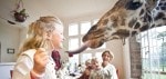 Nairobi’s Giraffe Manor ~ An Incredible Hotel For Animal Lovers!