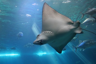 Maui Ocean Center