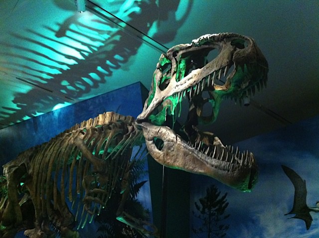 Royal Ontario Museum - Giganotosaurus
