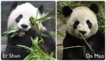 Toronto Zoo To Welcome Pandas!
