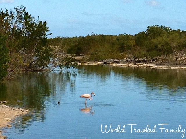 Provo Golf Club Turks & Caicos - flamingo