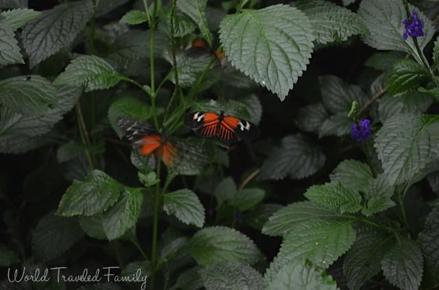 Niagara Butterfly Conservatory - butterflies fluttering around