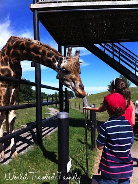 Safari Niagara - feeding the giraffe