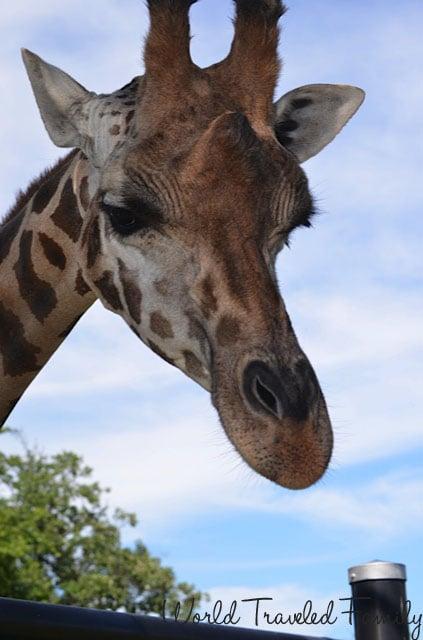 Safari Niagara - friendly giraffe