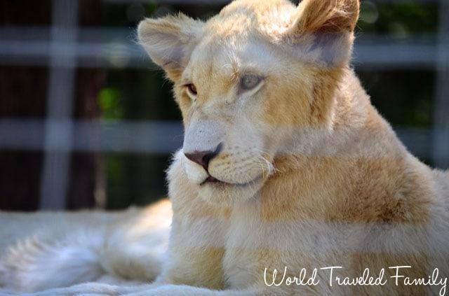 Safari Niagara - lion cub
