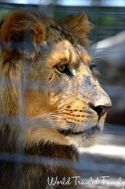 Safari Niagara - lion