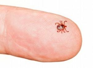 Lyme disease