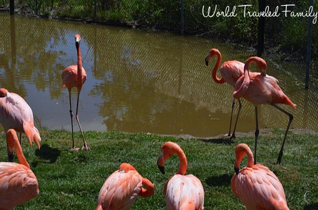 Safari niagara - pink flamingos