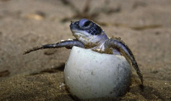 turtle conservation expeditions La Paz