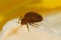 Bed Bug Problem in Canada and US ‘Worse than Ever’