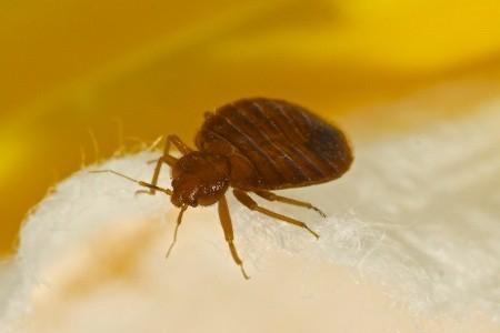 Bed Bug Problem in Canada and US ‘Worse than Ever’