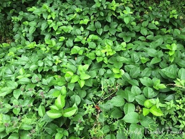 Poison Ivy Collingwood scenic caves tour