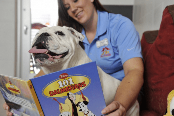 6 Ways Dogs Can Enjoy Walt Disney World!