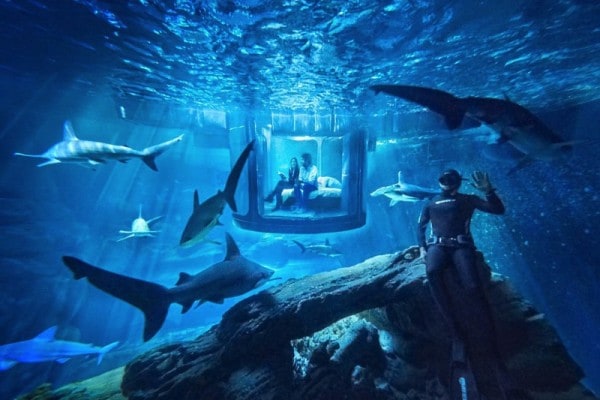 AIRBNB Aquarium shark sleepover. - Paris