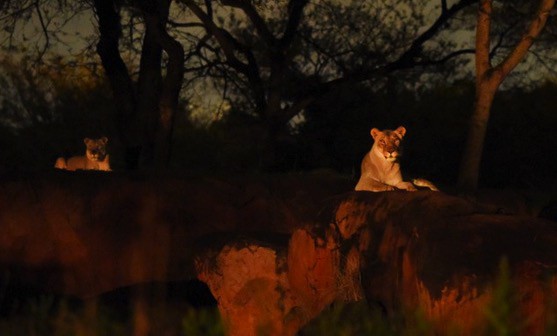 Kilimanjaro Safaris at Disneys Animal Kingdom at Night