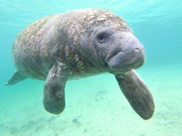 Manatee Rehabilitation Center