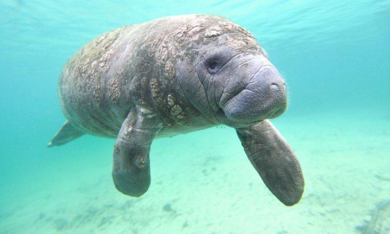 Manatee Rehabilitation Center