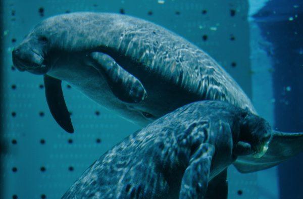 Manatee Rehabilitation Center