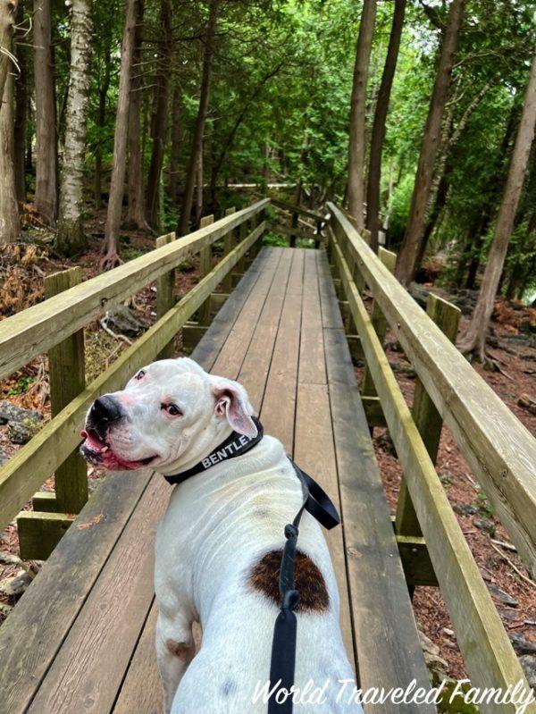 Visiting Crawford Lake Conservation Area boardwalk