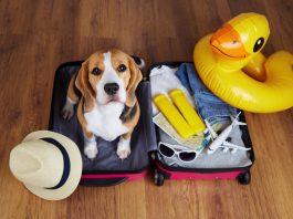 dog getting ready for a vacation