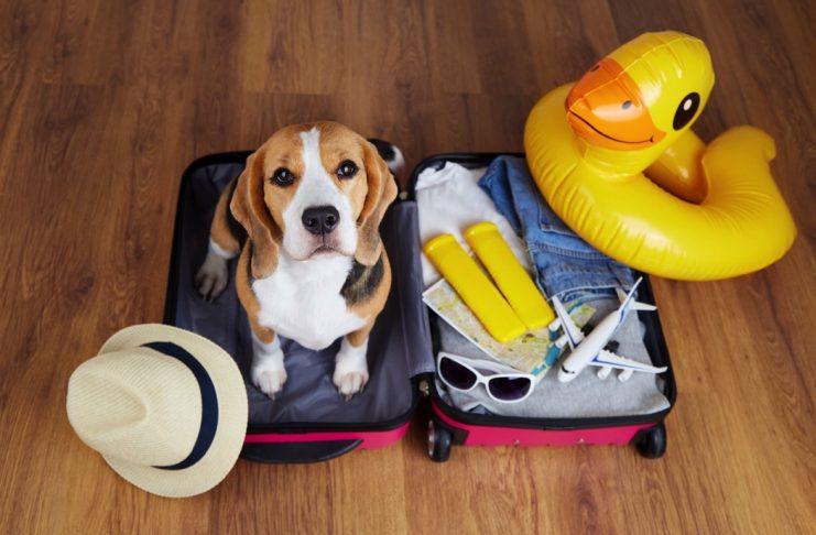 dog getting ready for a vacation