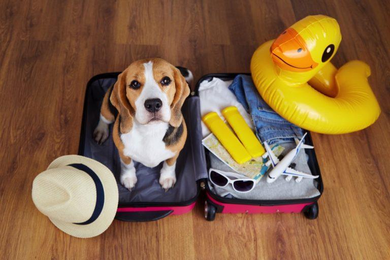 dog getting ready for a vacation