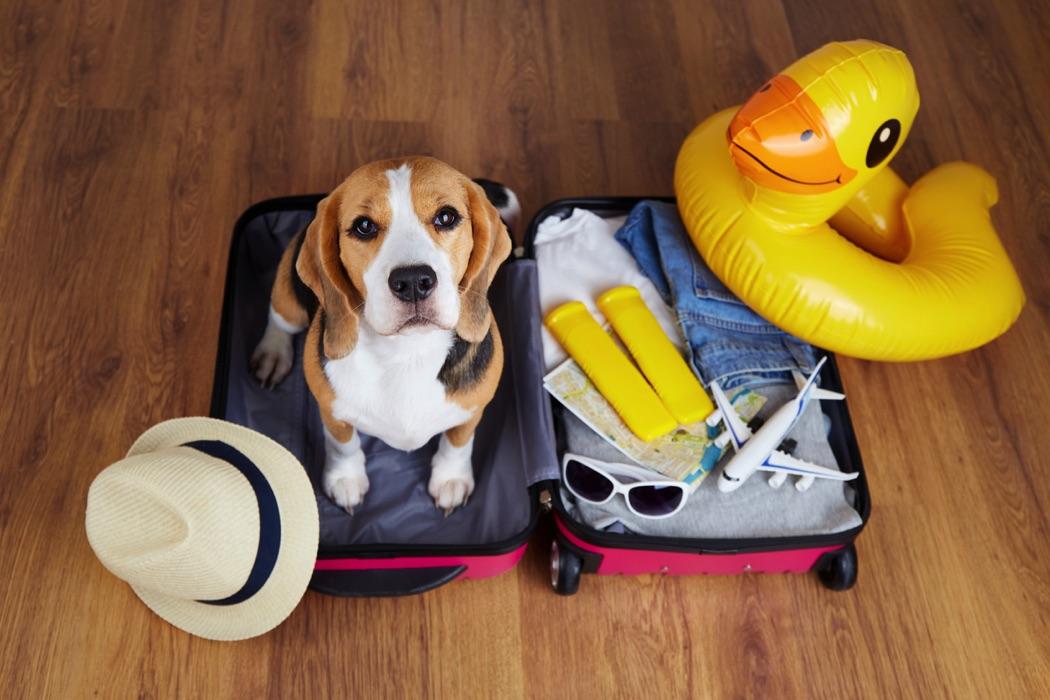 dog getting ready for a vacation