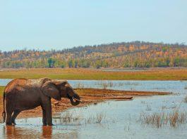 Elephant taking a drink from the waters edge of Lake Kariba in Matusadona National Park, Zimbabwe