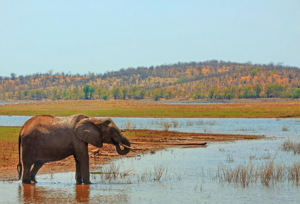 Elephant taking a drink from the waters edge of Lake Kariba in Matusadona National Park, Zimbabwe